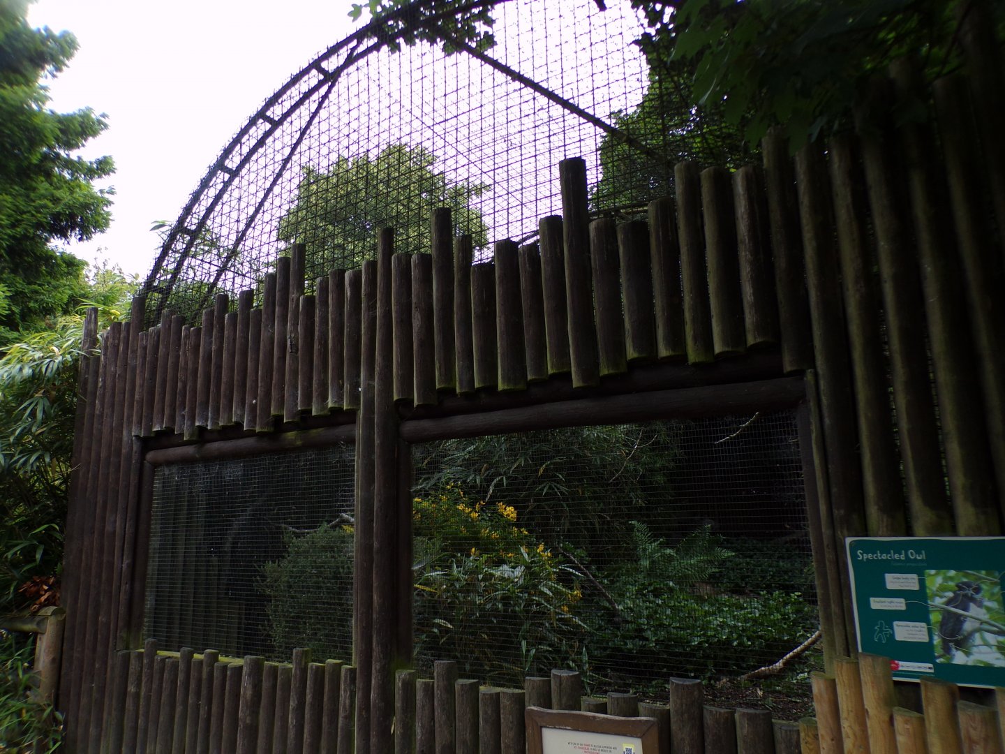 Spectacled owl aviary 29.6.24