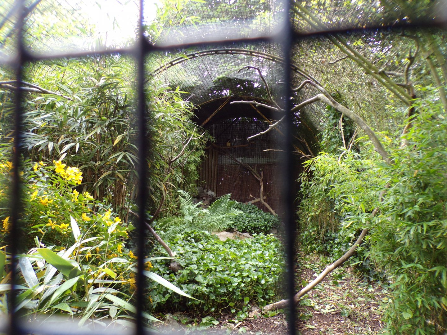Spectacled owl aviary 29.6.24