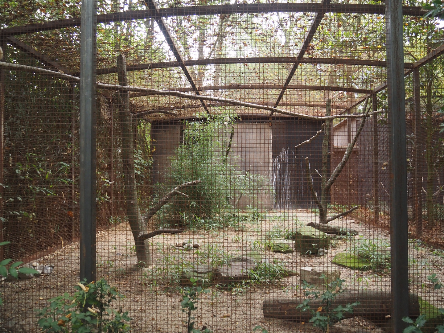 Spectacled owl aviary (Formerly home to macaws and vultures), 2025-10-19