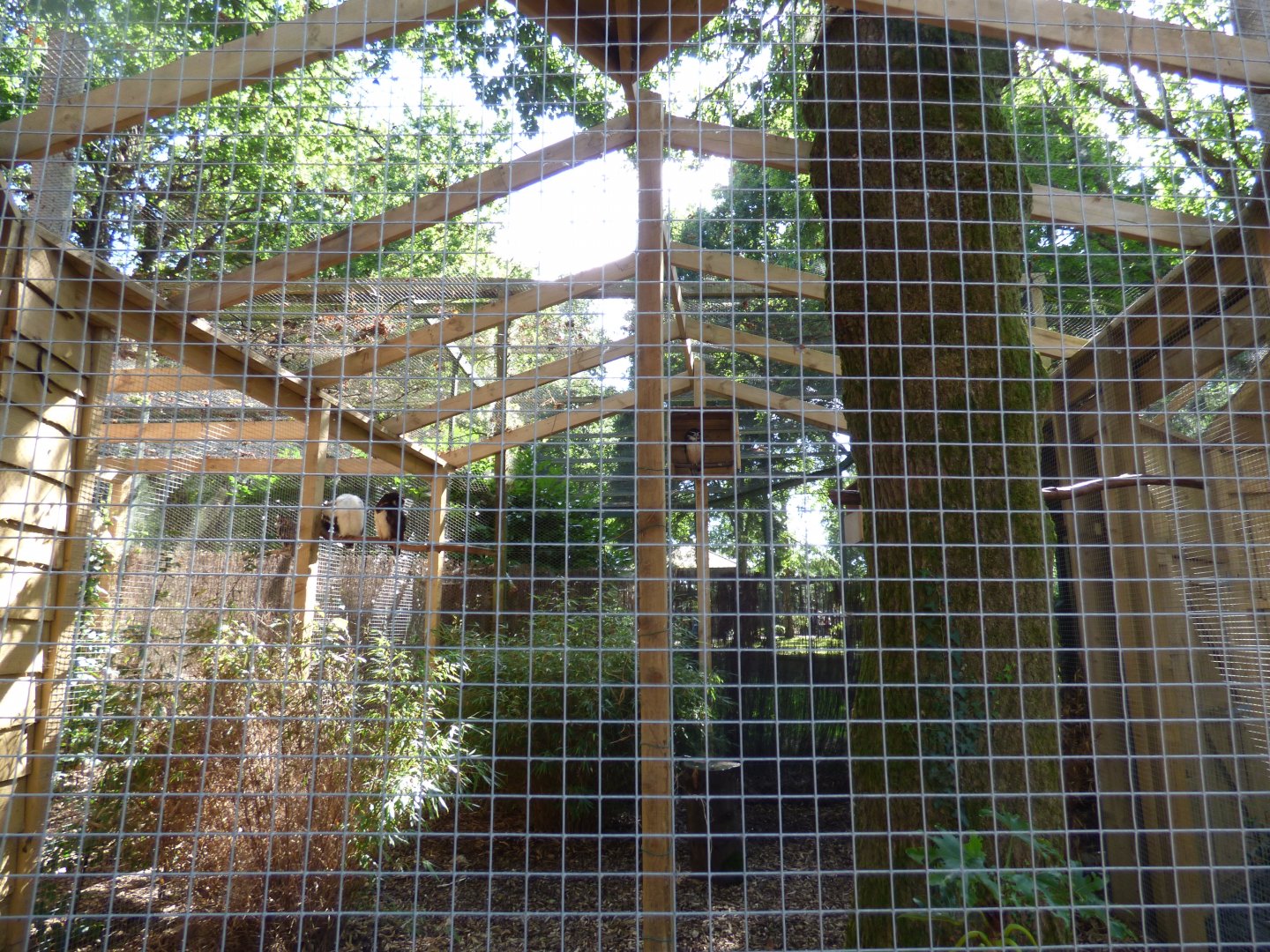 Spectacled Owl Aviary in the Terry Prachett Owl Aviary