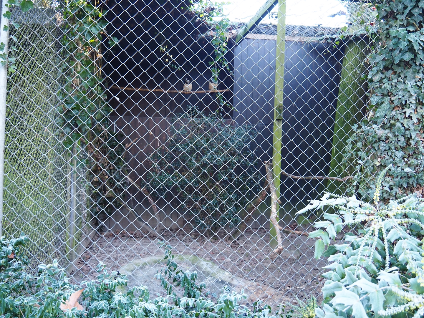 Spectacled owl aviary (Jan 20th, 2019)