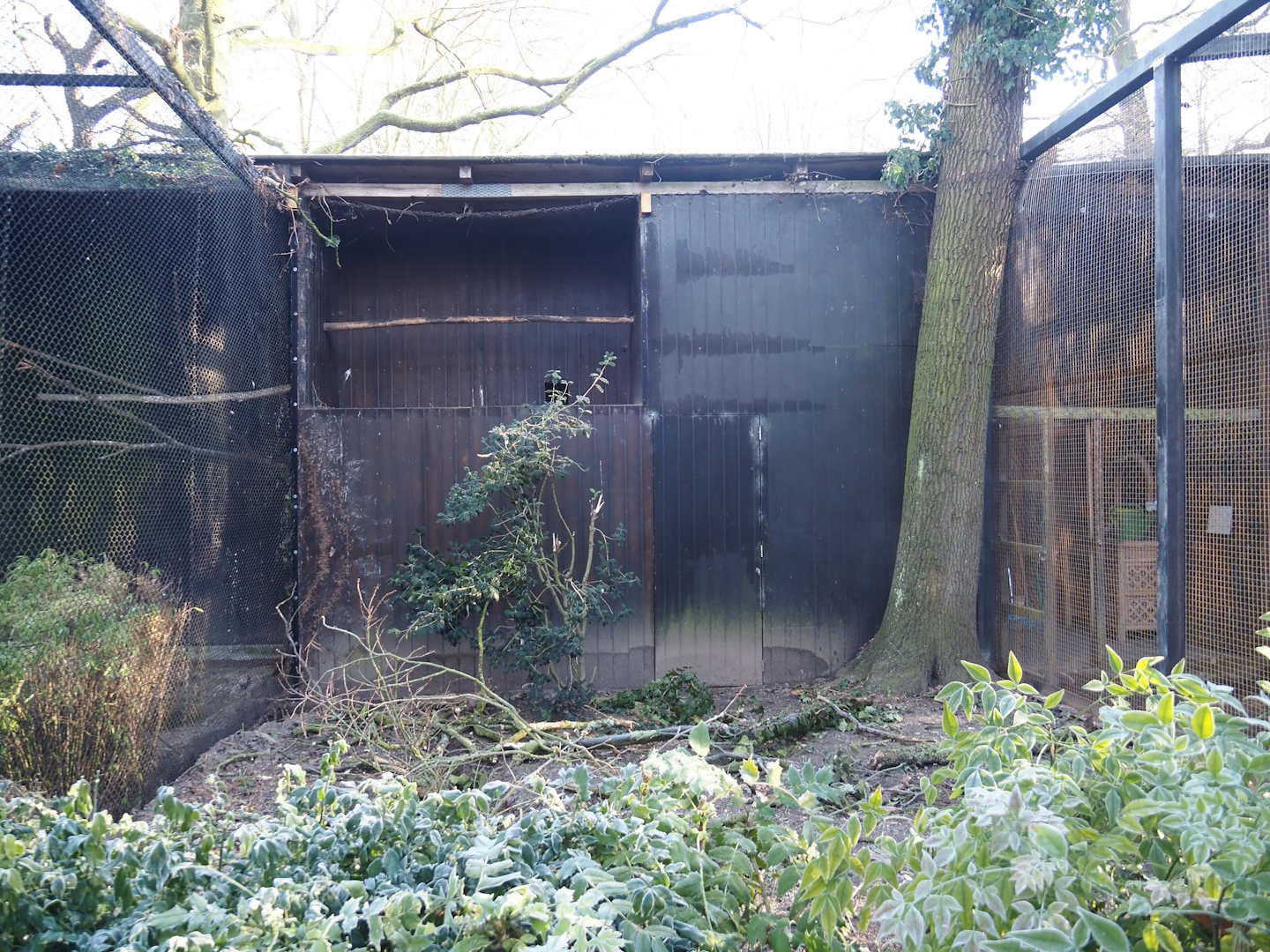 Spectacled owl aviary undergoing renovation, 2025-02-02