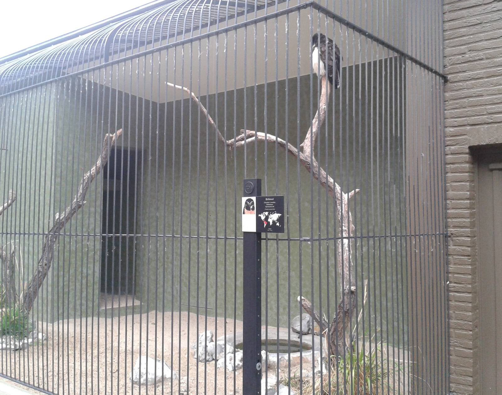 Spectacled owl aviary