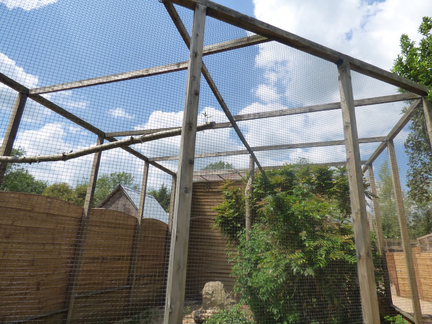Spectacled Owl Aviary