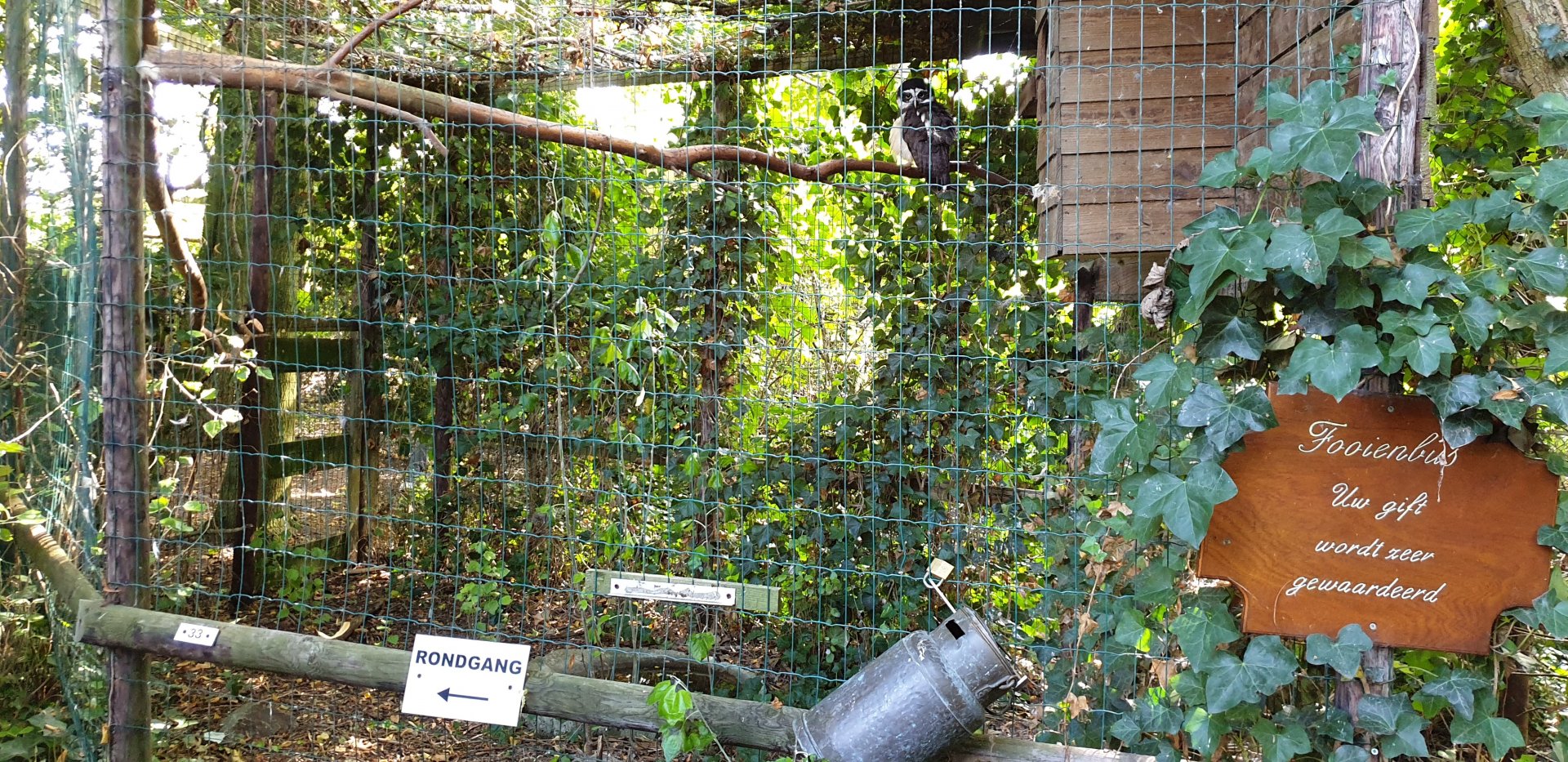 Spectacled owl aviary
