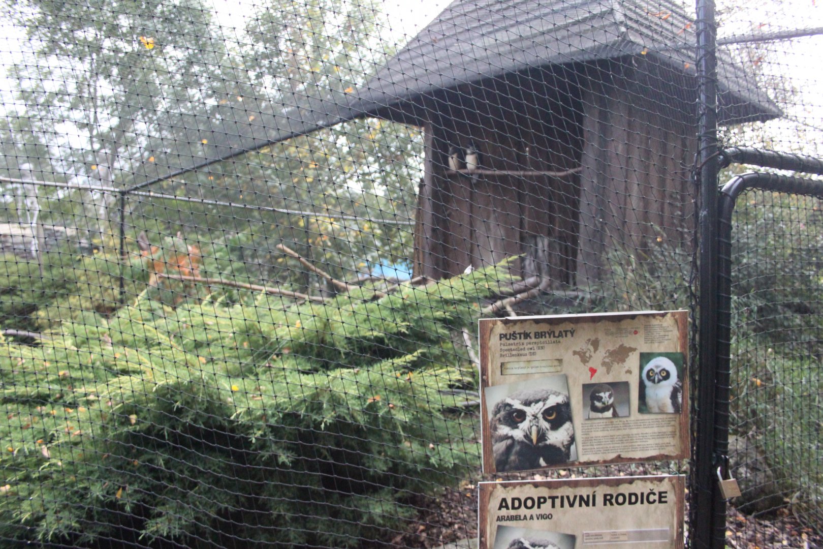 Spectacled owl aviary
