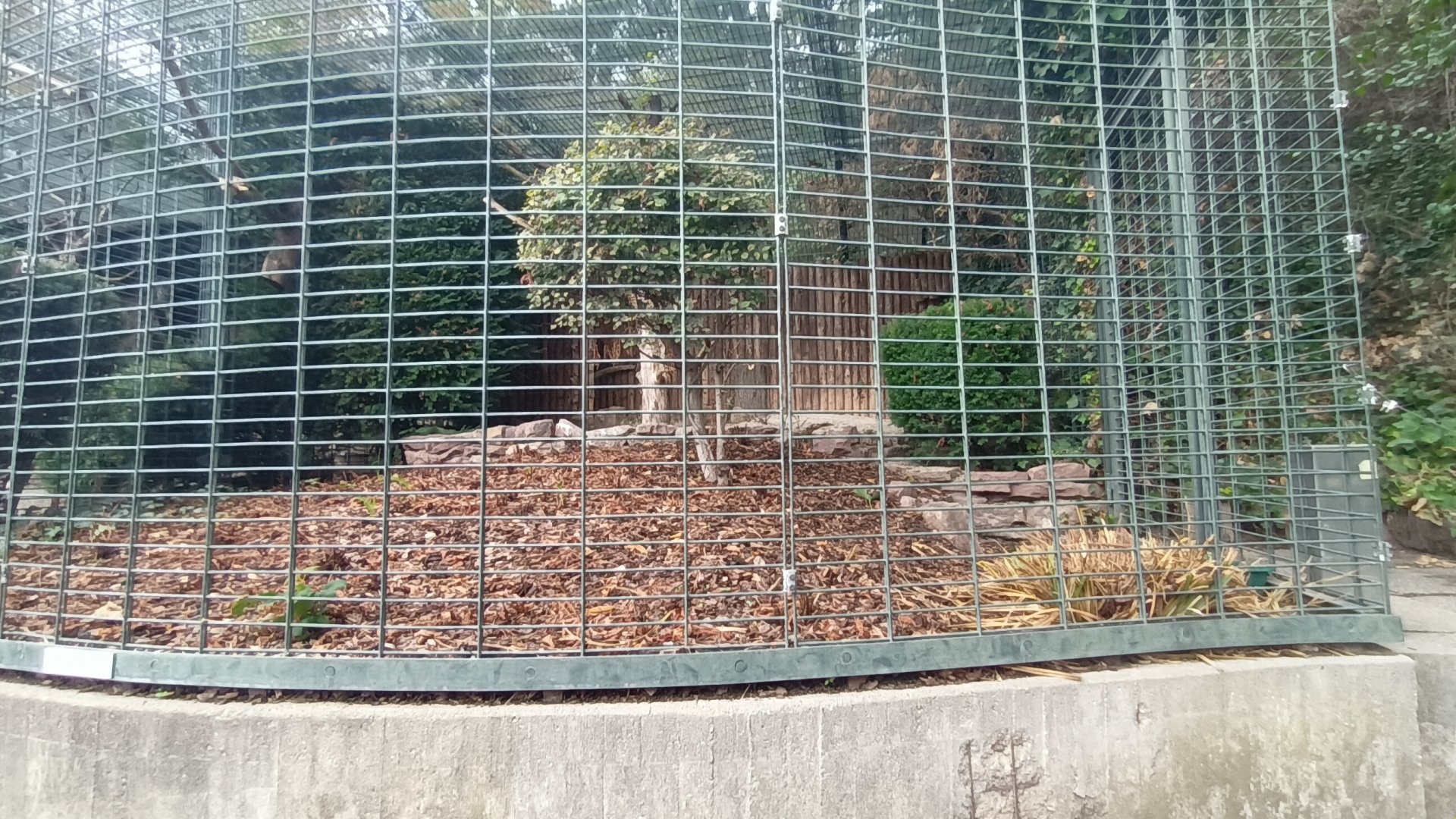 Spectacled Owl Aviary