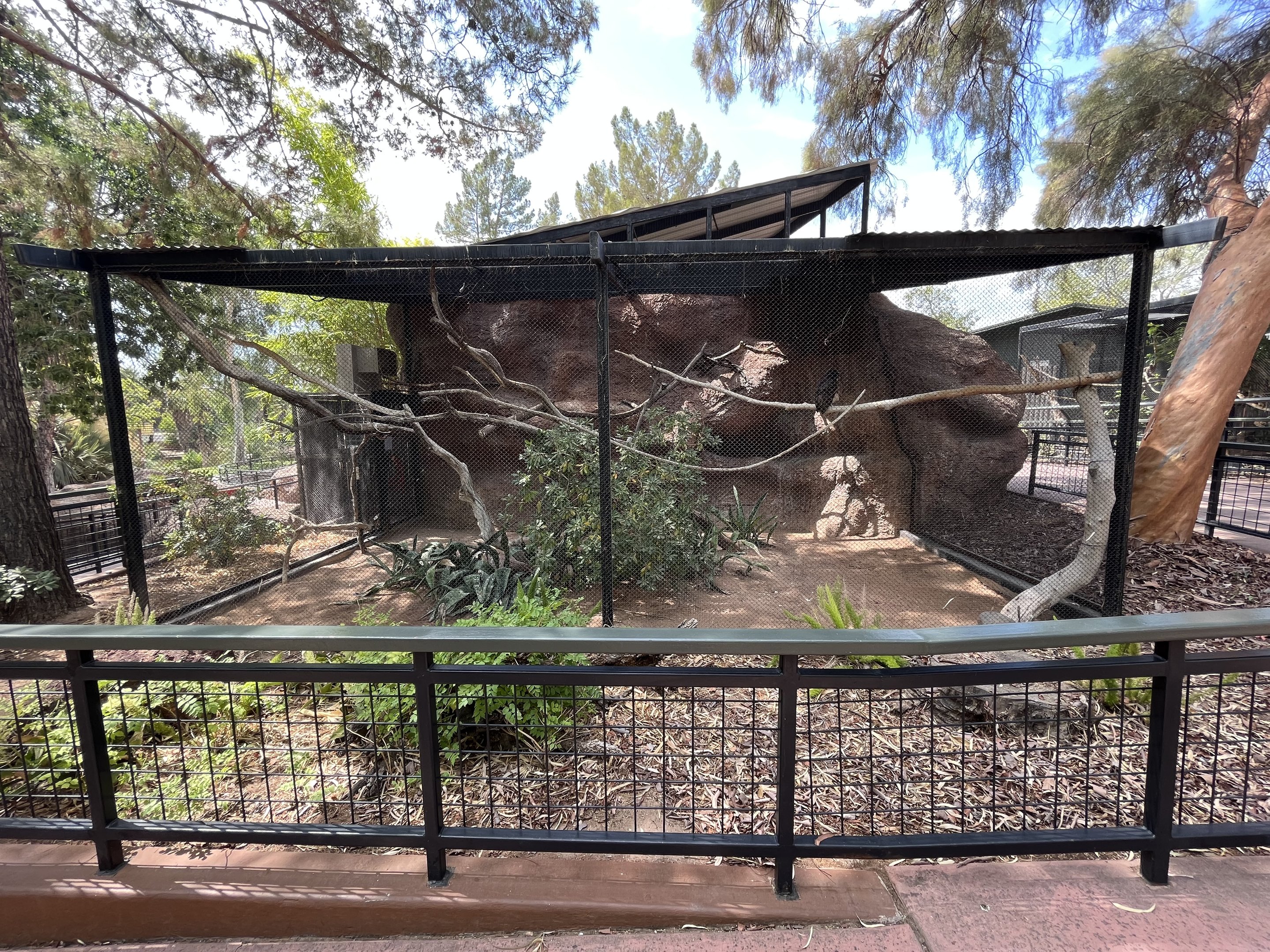 Spectacled Owl Aviary