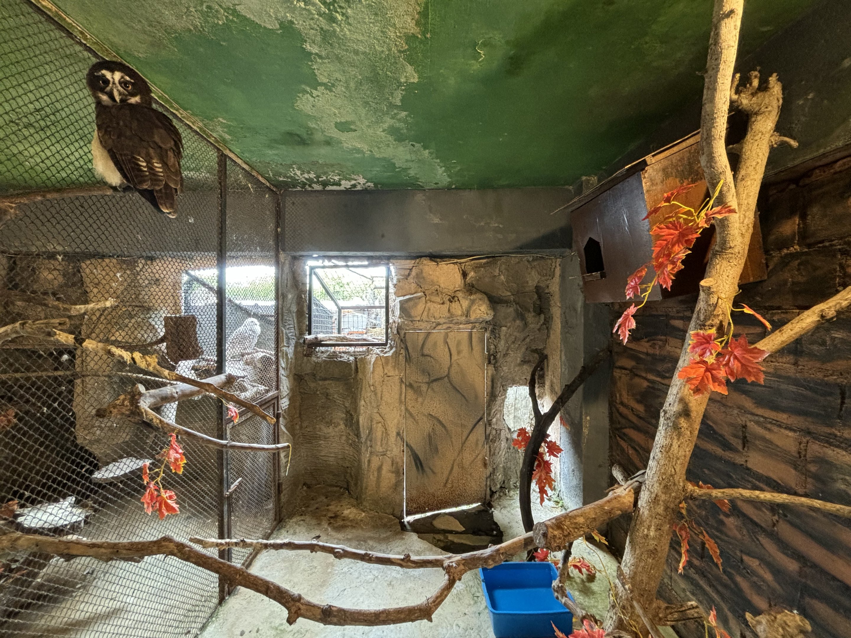 Spectacled Owl Aviary
