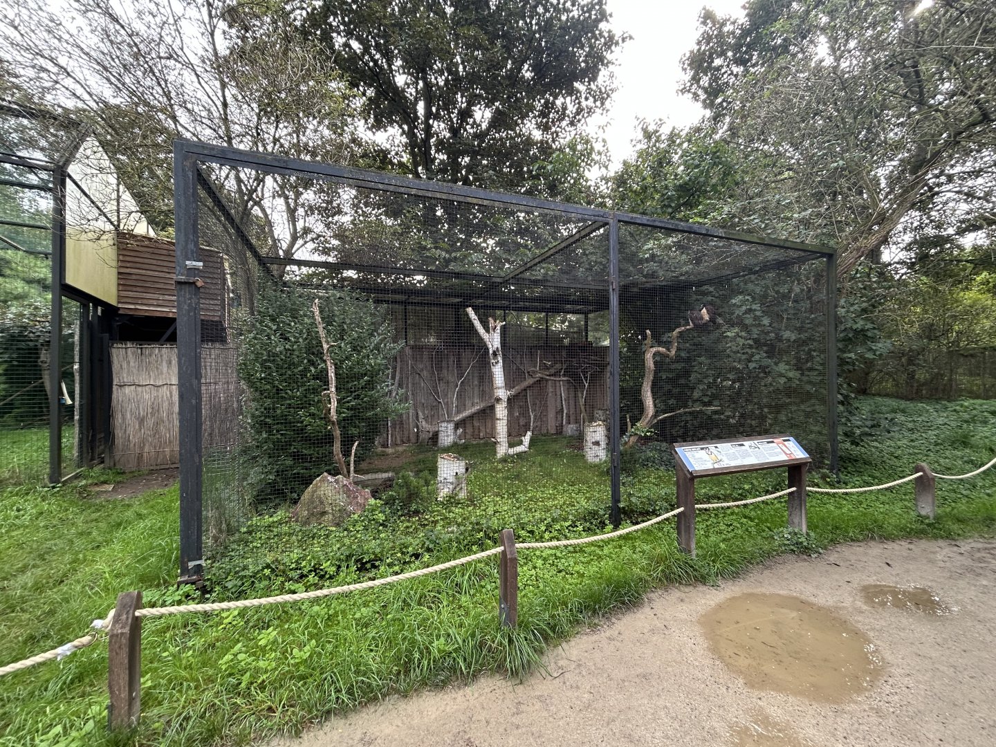 Spectacled Owl Aviary