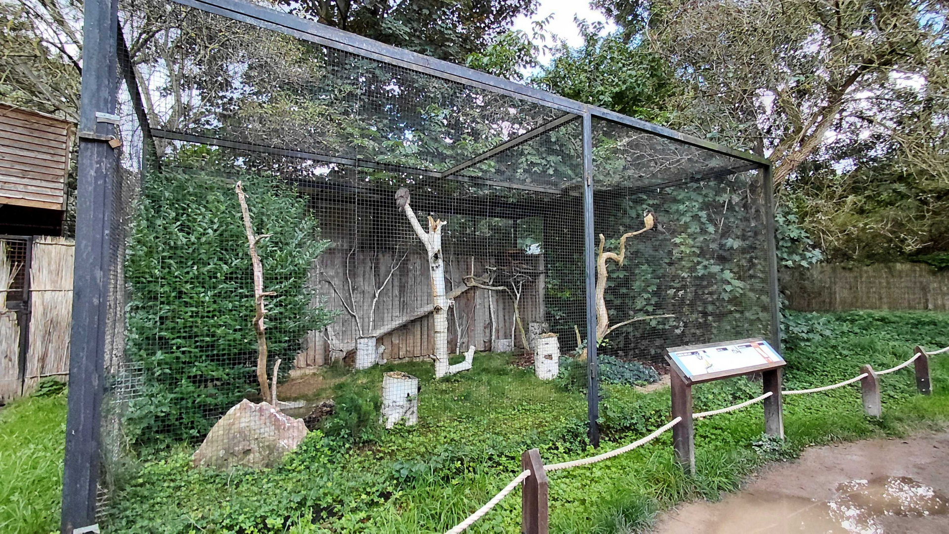 Spectacled owl aviary