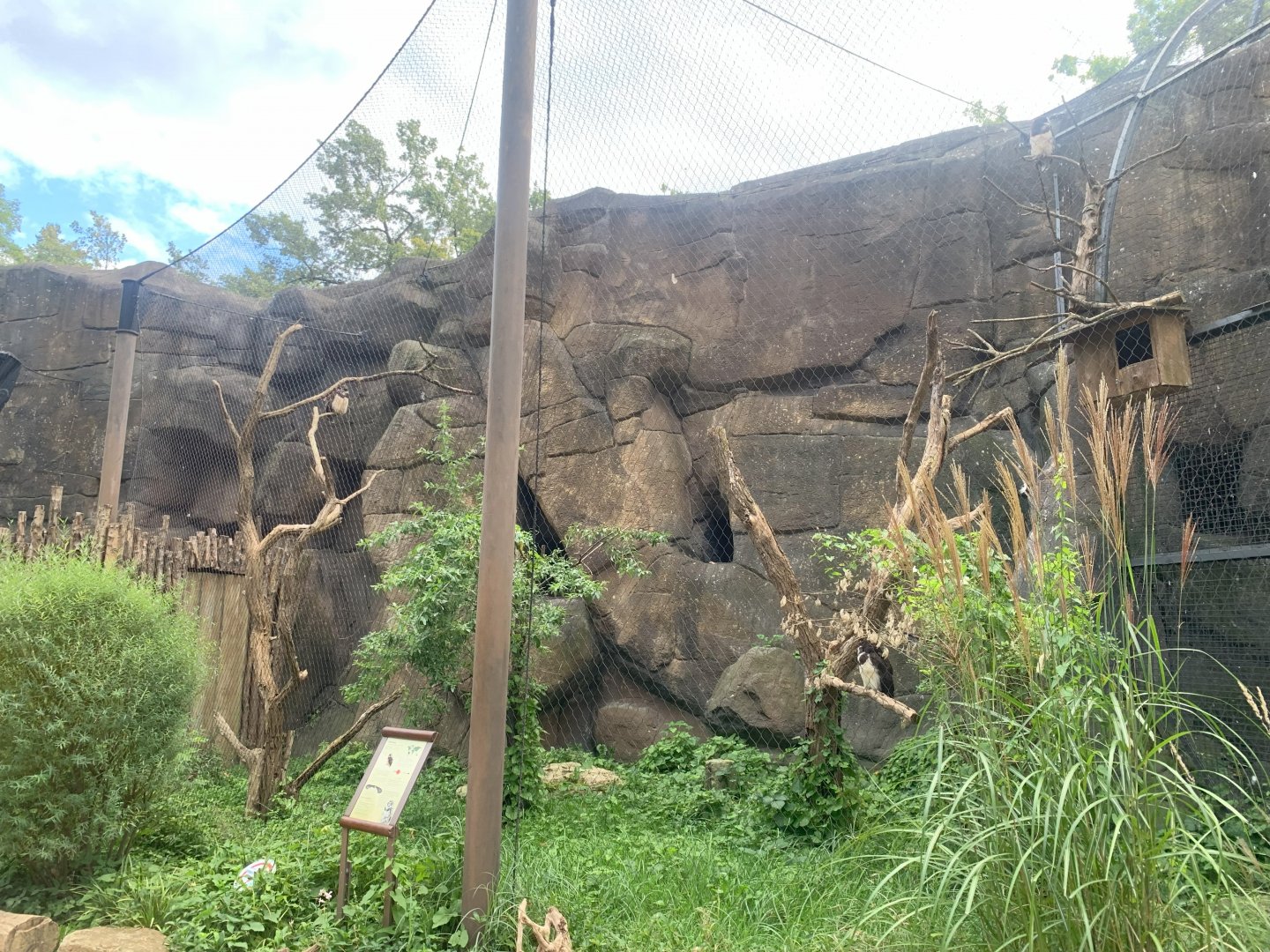 Spectacled Owl aviary