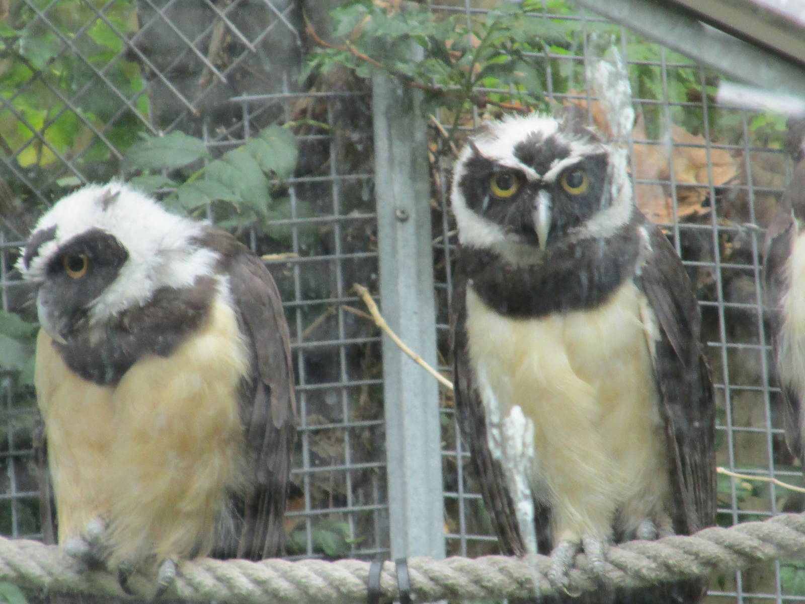 spectacled owl barcelona zoo