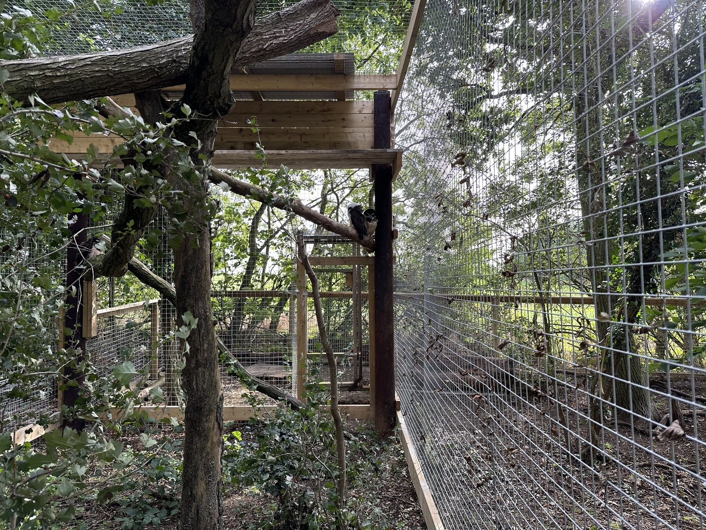 Spectacled Owl Enclosure at Johnsons of Old Hurst (October 2023)
