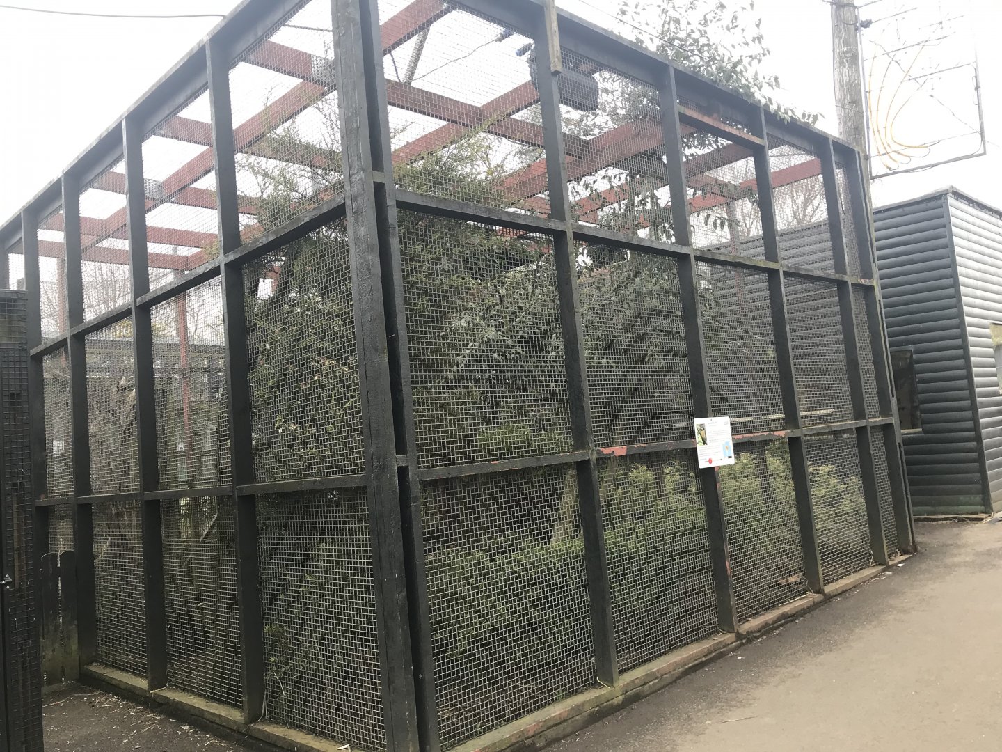 Spectacled owl enclosure