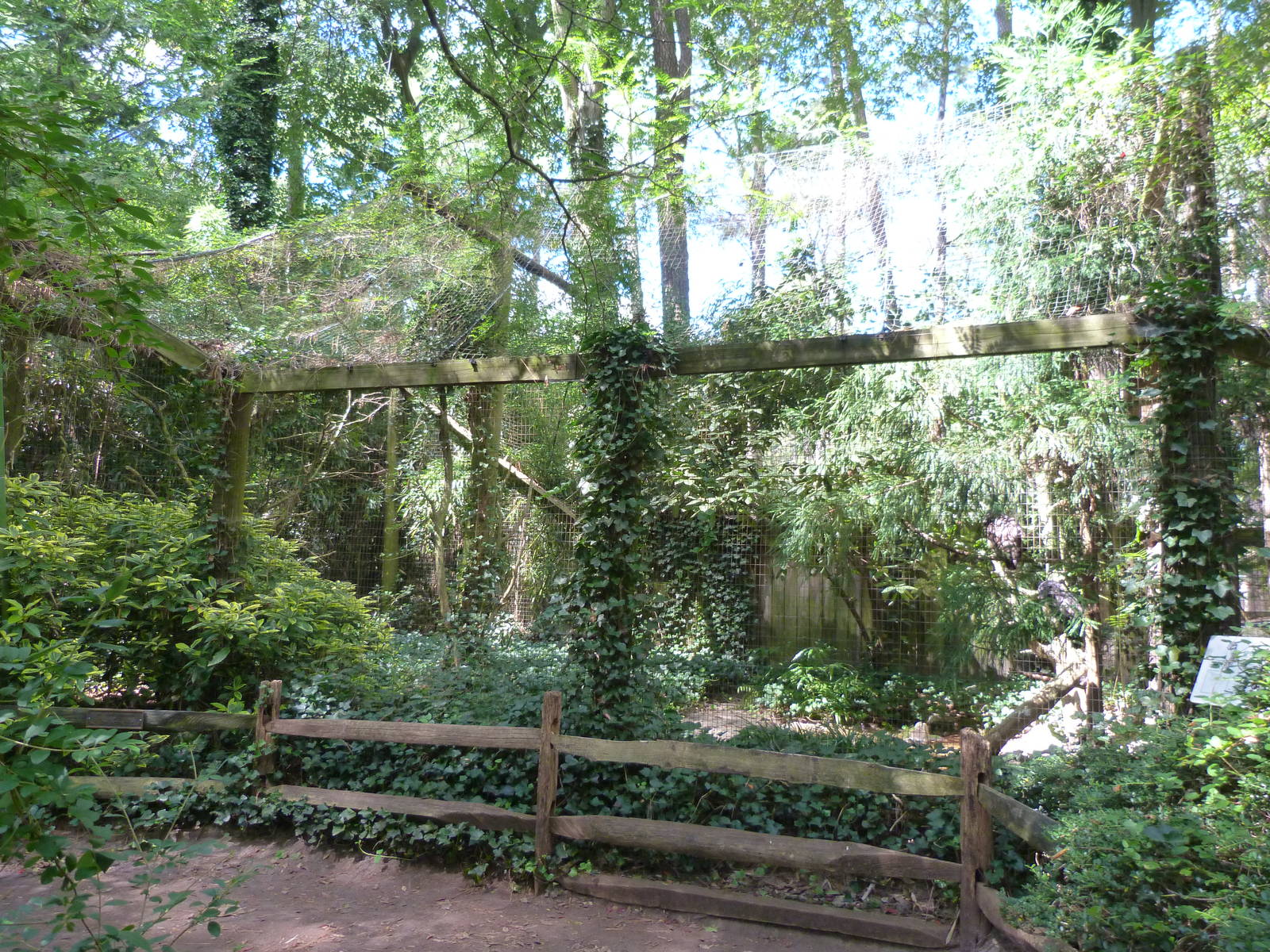 Spectacled Owl Exhibit - 9/7/13