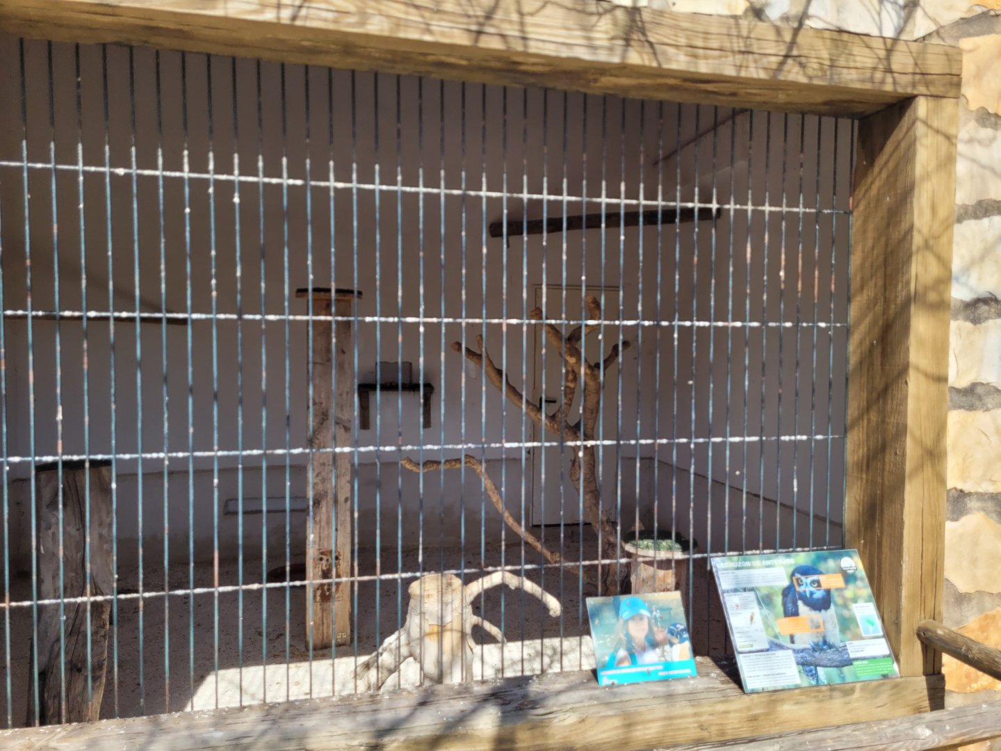 Spectacled owl exhibit -Tierra Rapaz (2024)