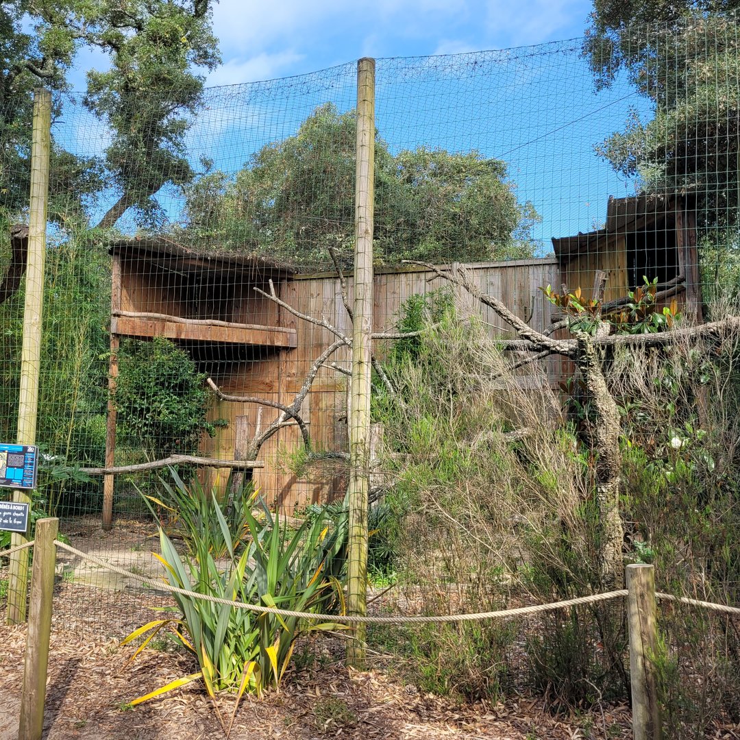Spectacled owl exhibit -Zoo de Labenne (2023)