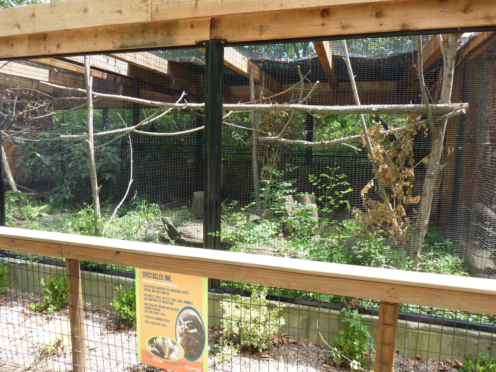 Spectacled Owl Exhibit