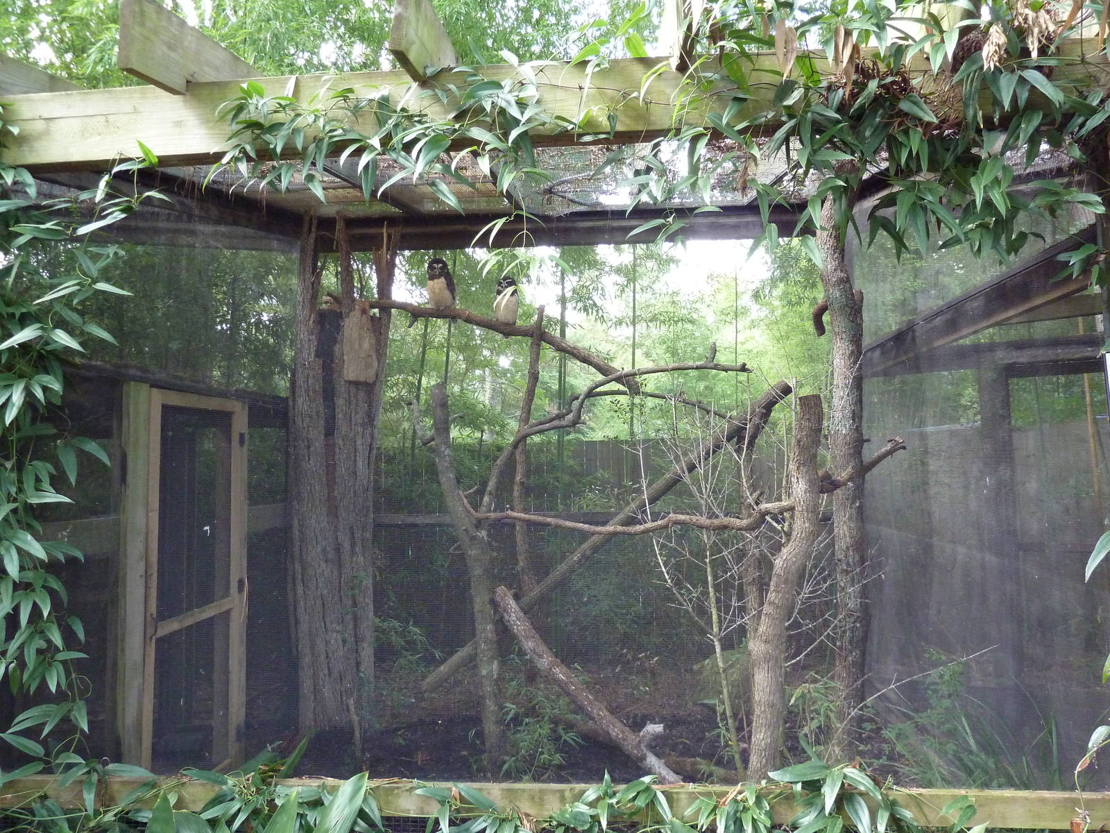 Spectacled Owl Exhibit