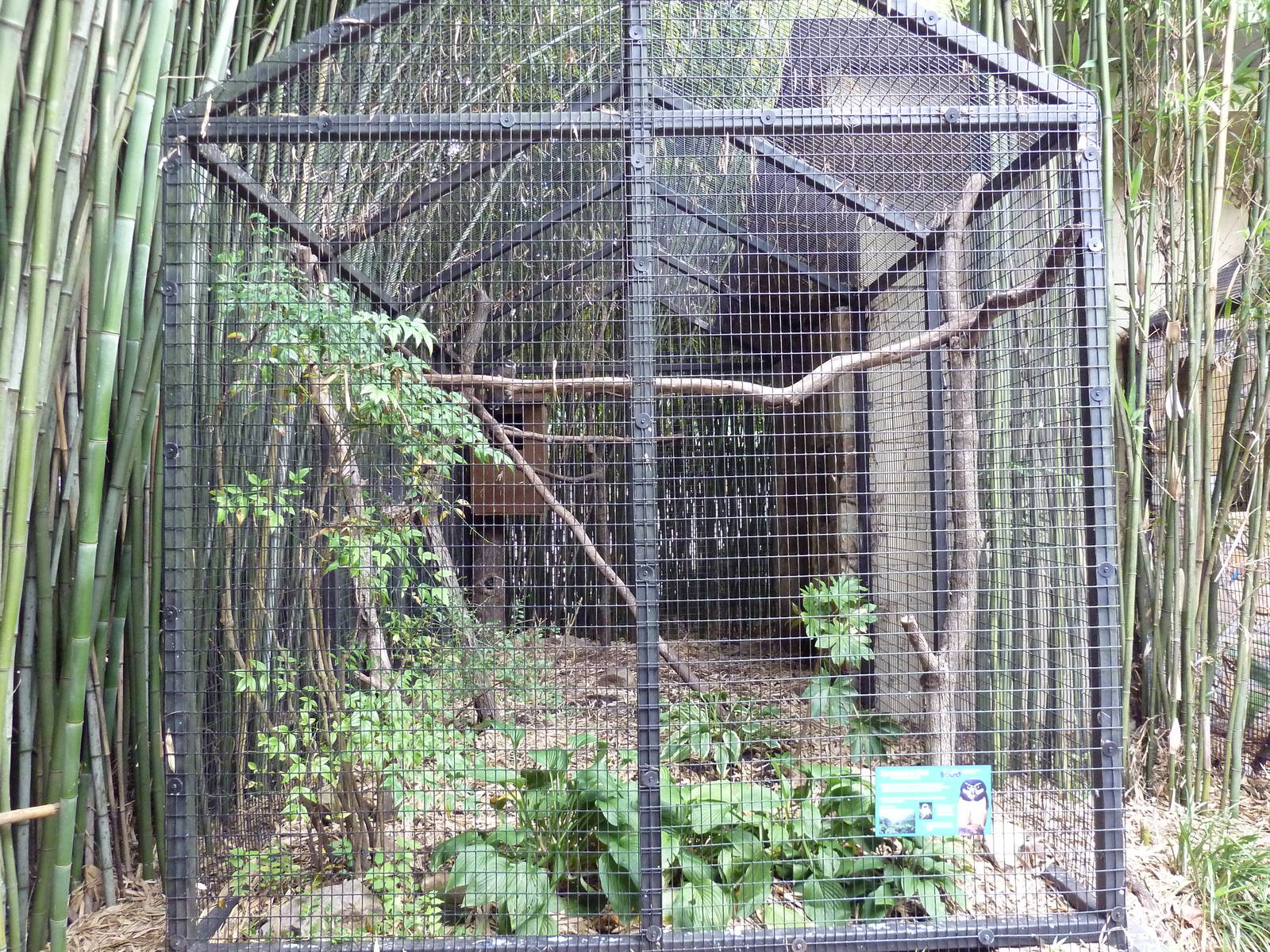 Spectacled Owl Exhibit
