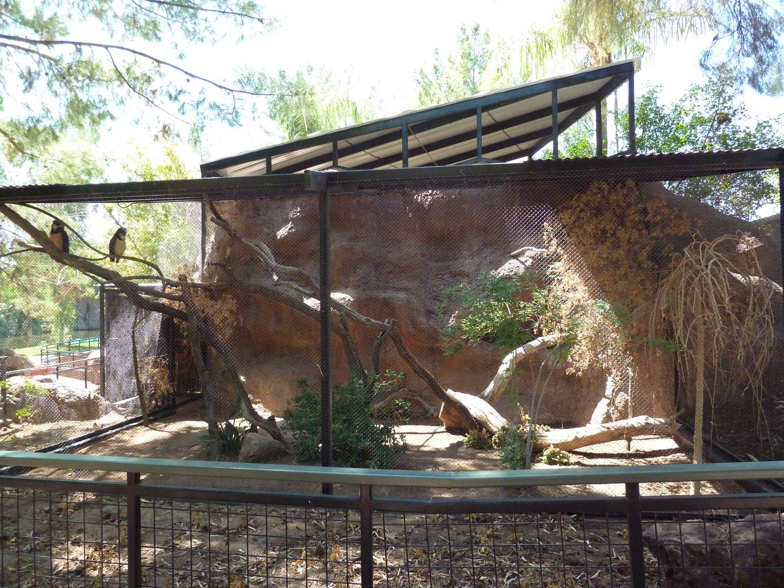 Spectacled Owl Exhibit