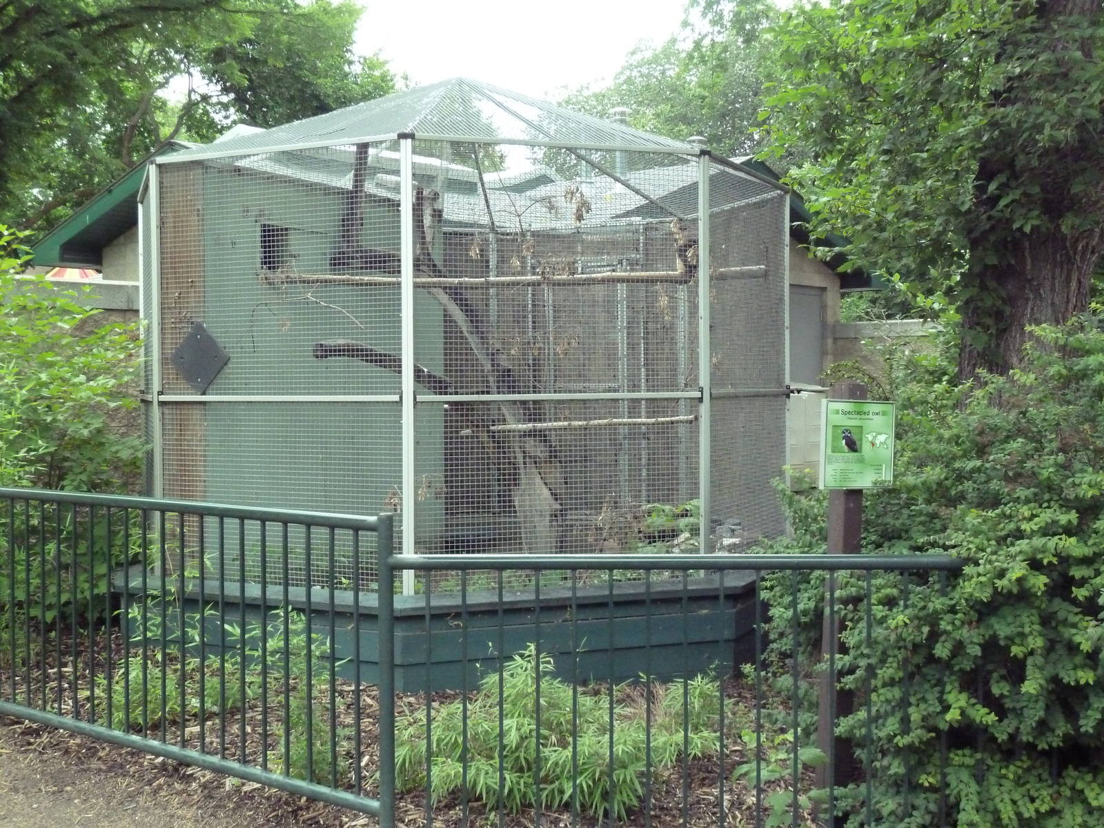 Spectacled Owl Exhibit