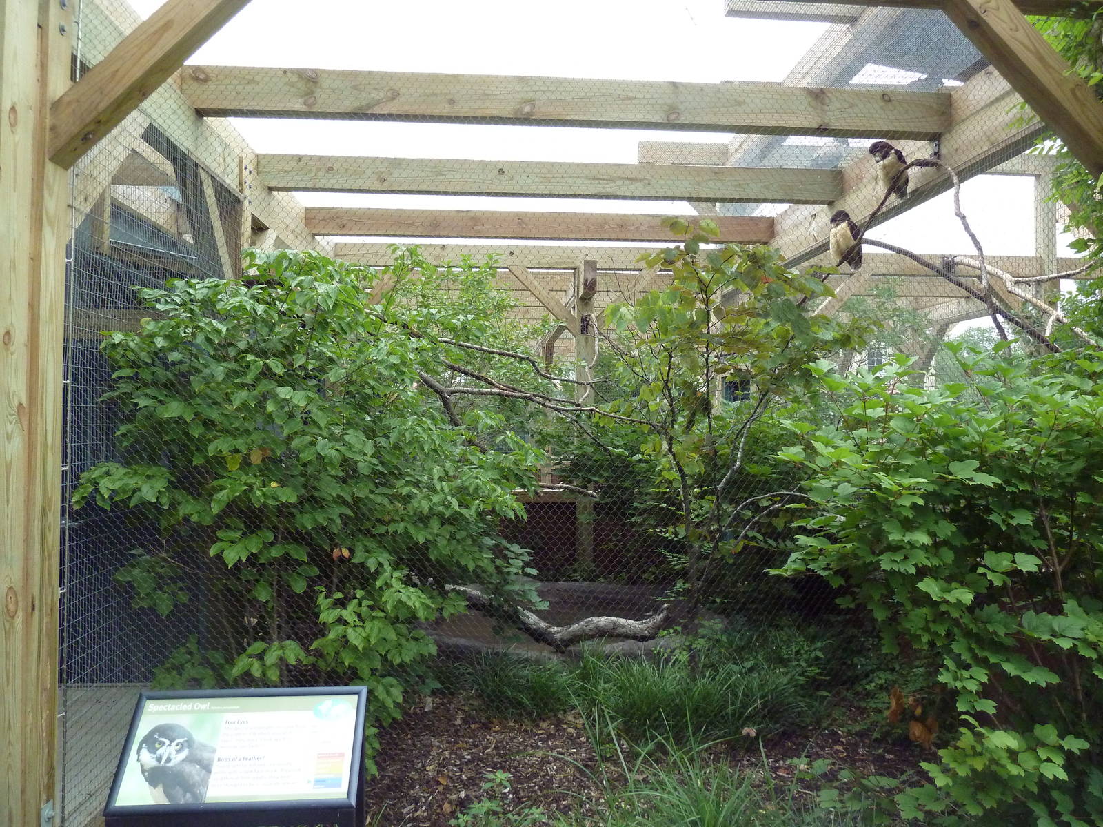 Spectacled Owl Exhibit