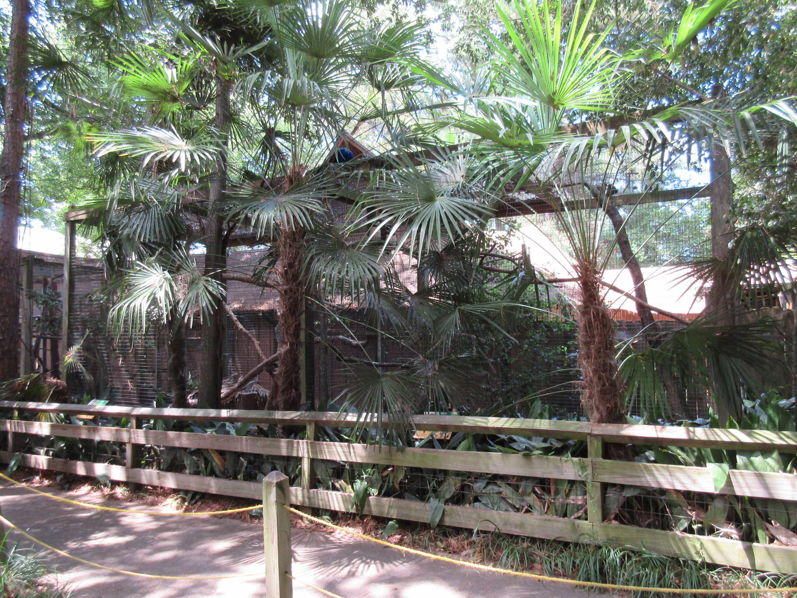 Spectacled Owl Exhibit