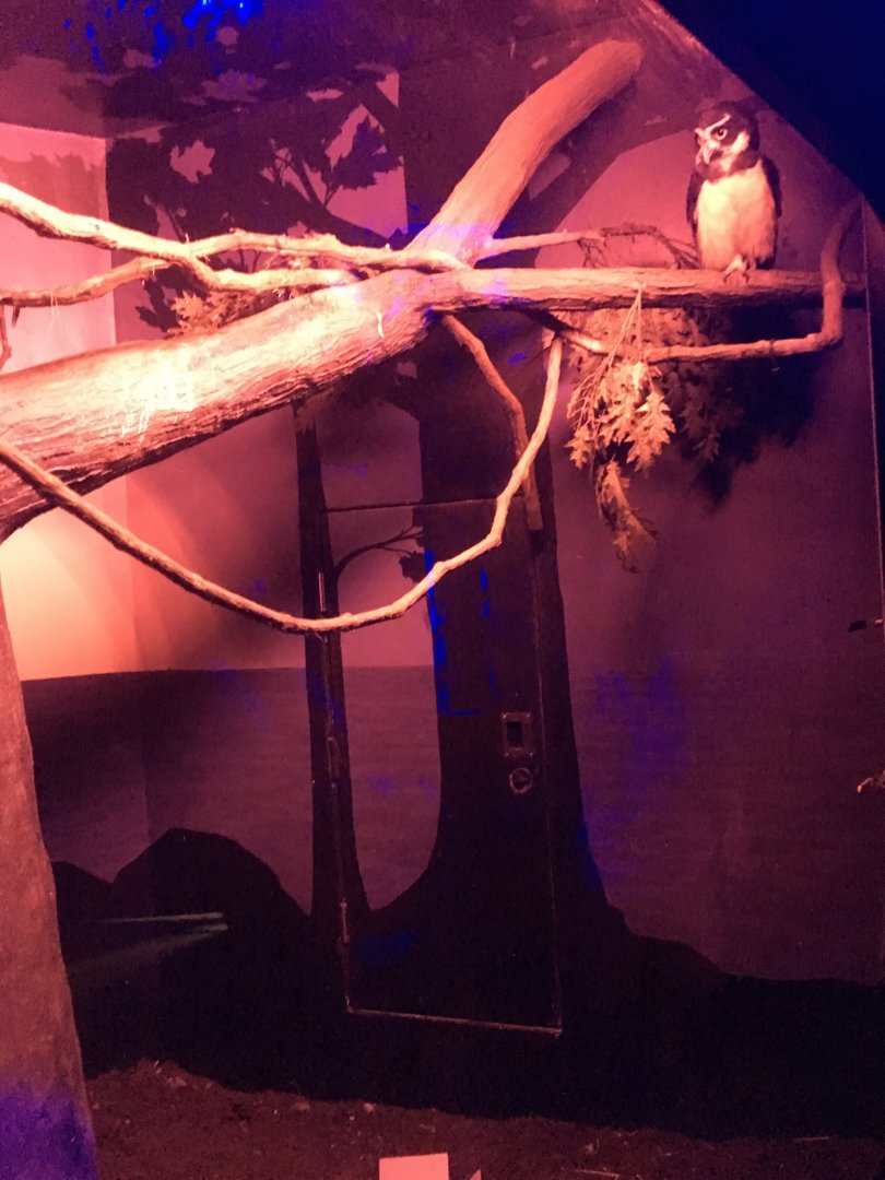 Spectacled Owl Exhibit