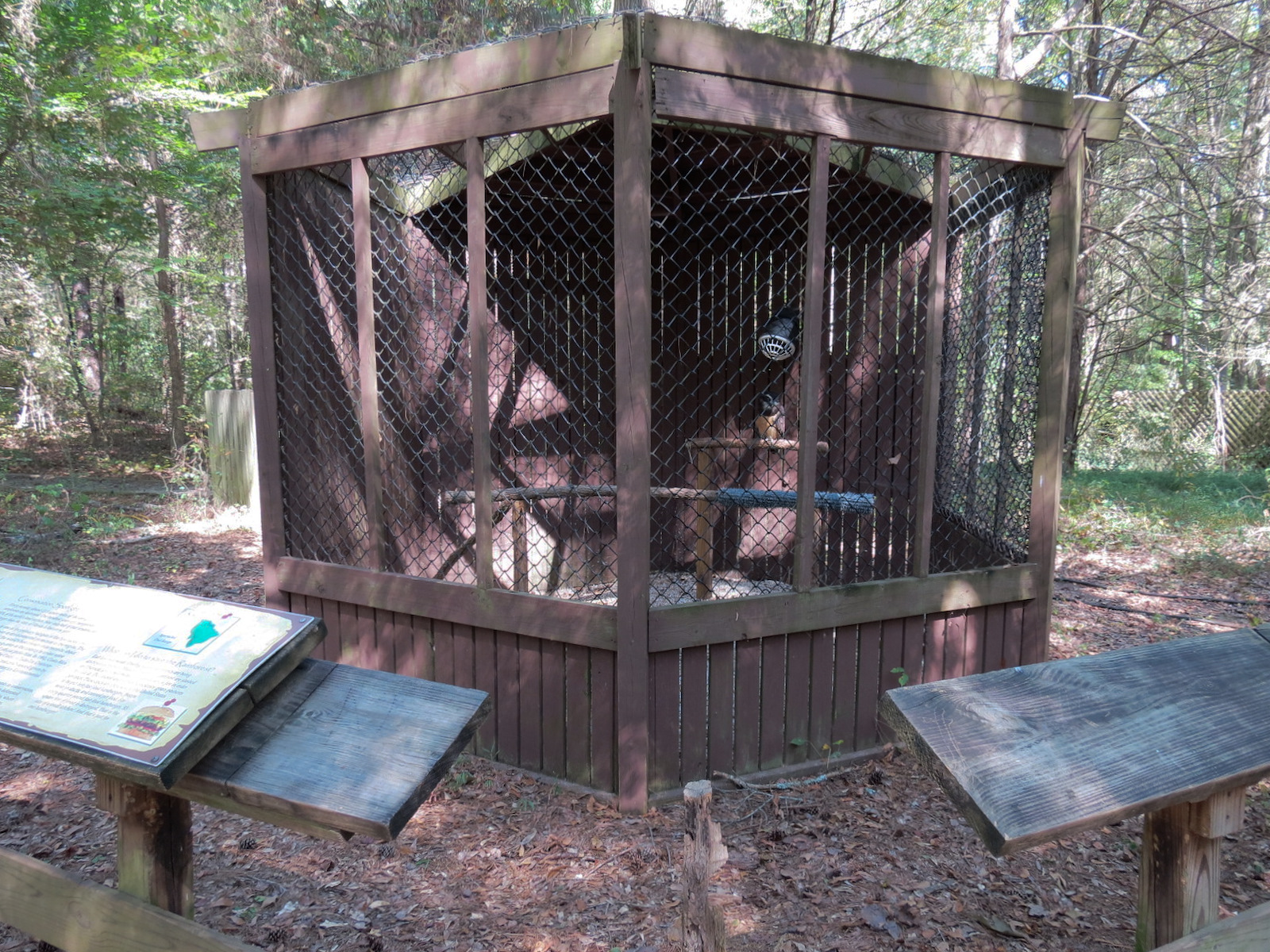 Spectacled Owl Exhibit