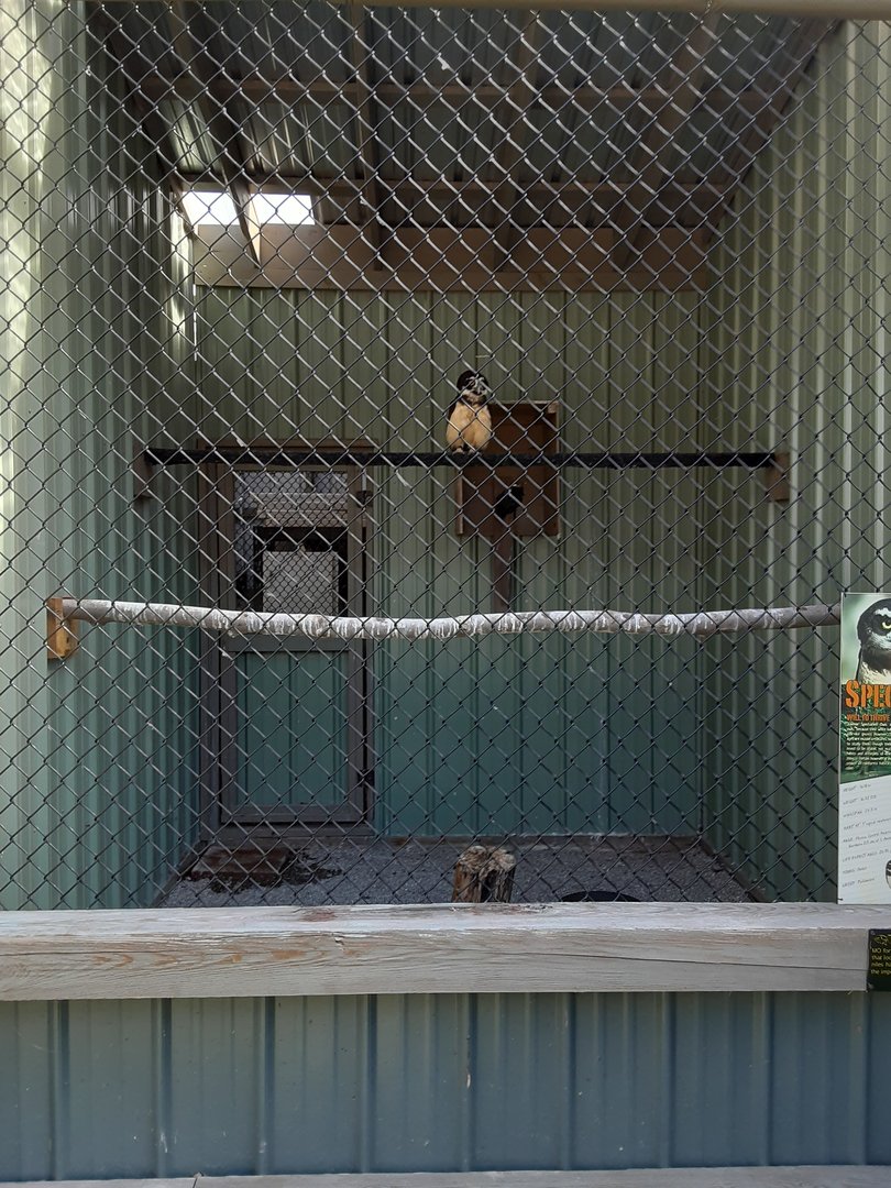 Spectacled Owl Habitat