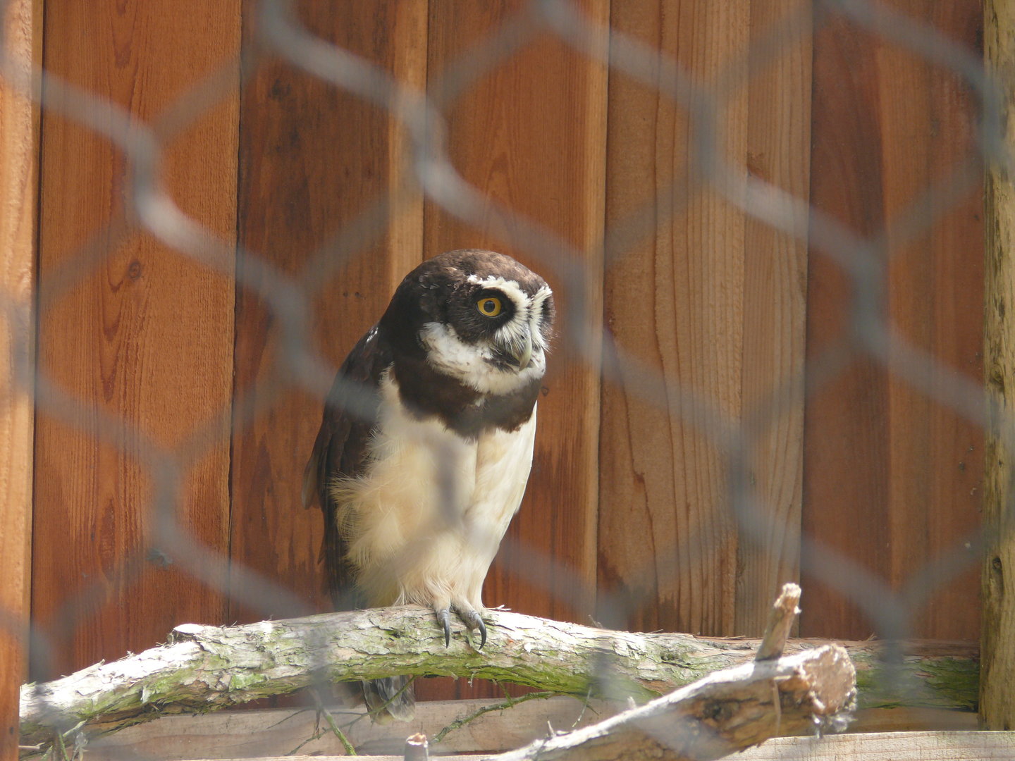 Spectacled Owl - July 8th 2023