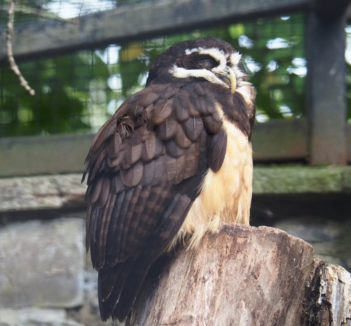 Spectacled Owl (Pulsatrix perspicillata), 2019-10-05