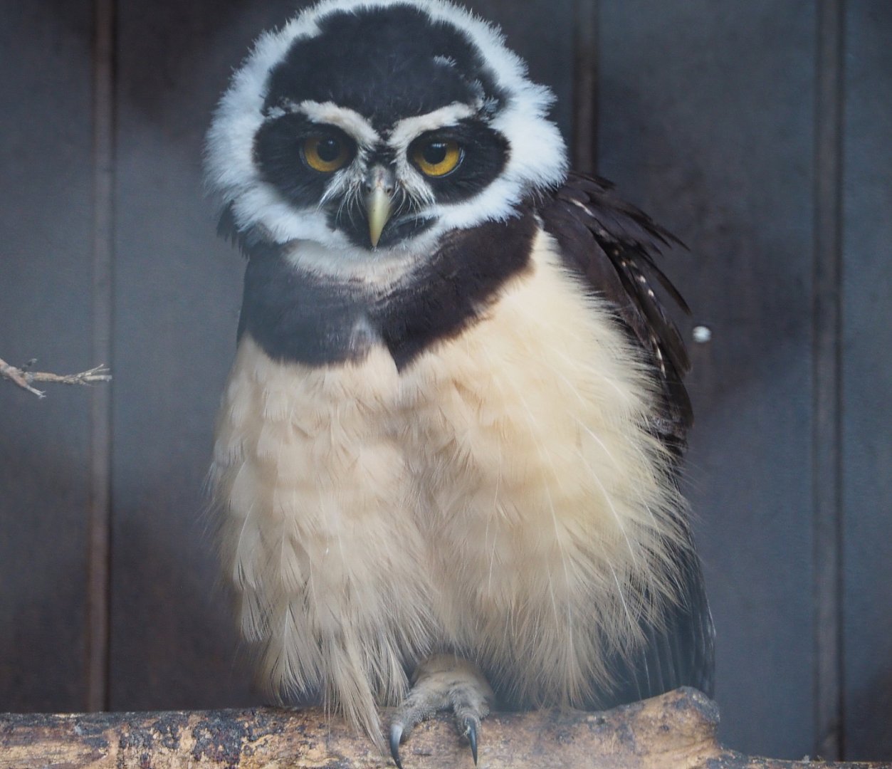 Spectacled owl (Pulsatrix perspicillata), 2019-12-28