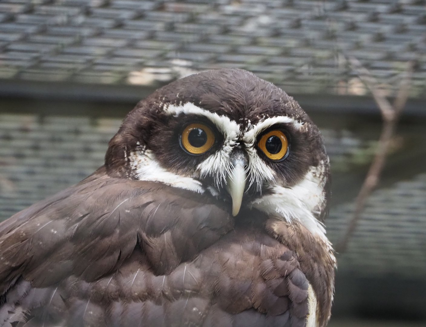 Spectacled Owl (Pulsatrix perspicillata), 2020-05-24