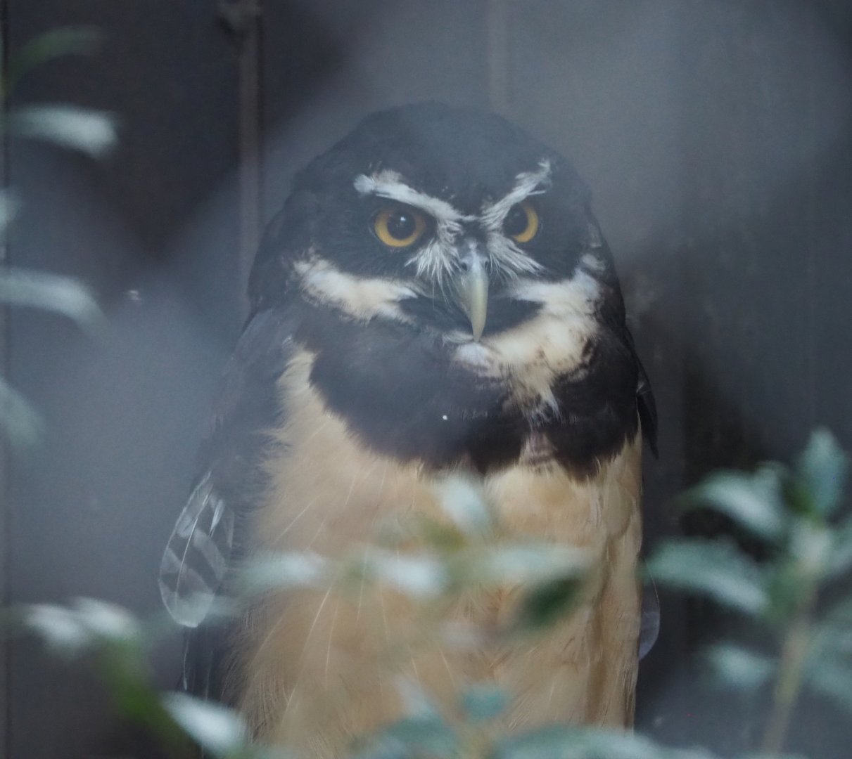 Spectacled Owl (Pulsatrix perspicillata), 2020-09-16
