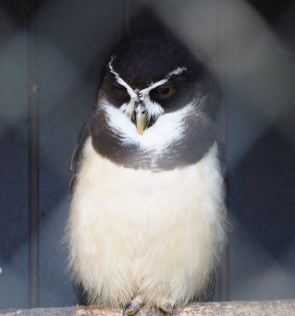Spectacled owl (Pulsatrix perspicillata), 2021-04-20