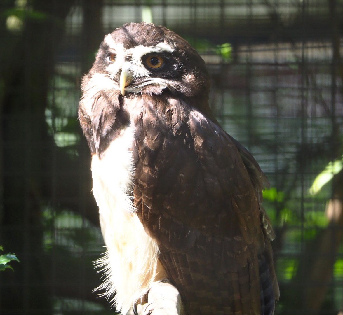 Spectacled owl  (Pulsatrix perspicillata), 2021-07-17