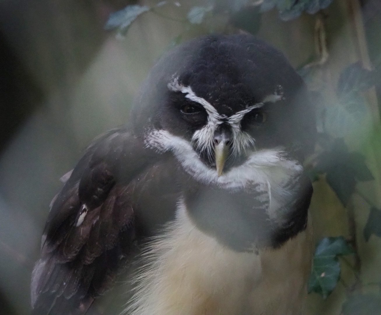 Spectacled Owl (Pulsatrix perspicillata),  2021-10-10