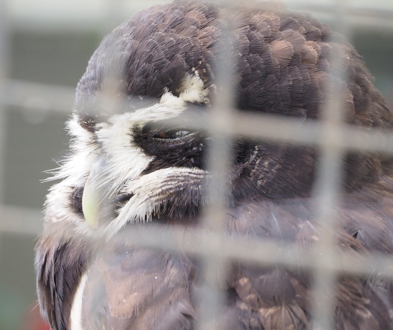 Spectacled owl (Pulsatrix perspicillata), 2022-03-16