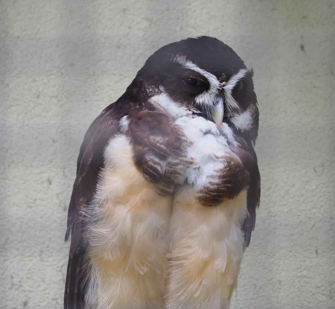 Spectacled owl (Pulsatrix perspicillata), 2022-05-26