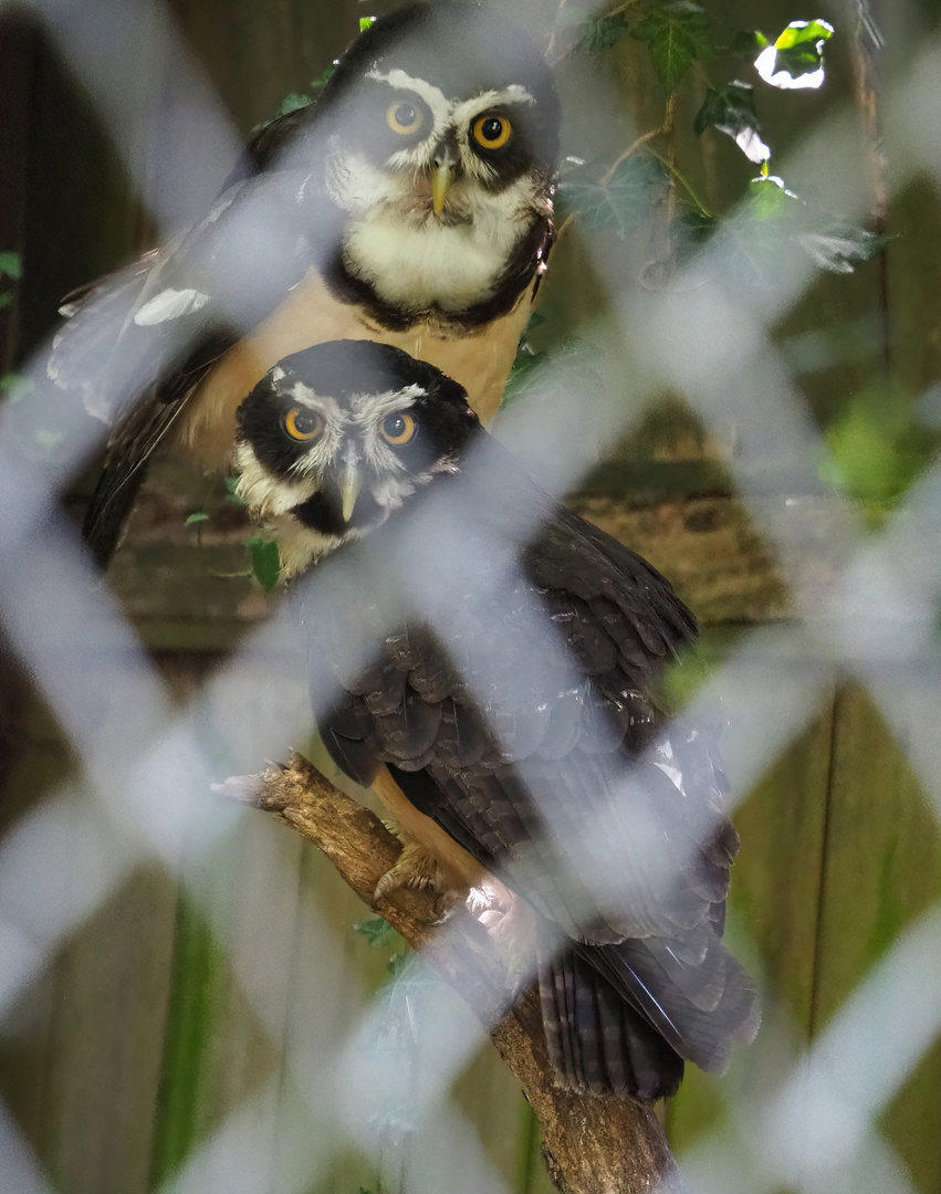 Spectacled owl (Pulsatrix perspicillata), 2022-06-15