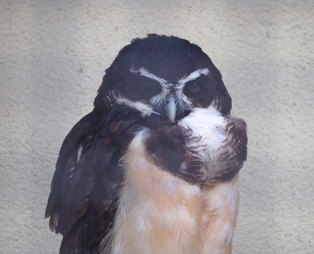 Spectacled owl (Pulsatrix perspicillata), 2022-10-29