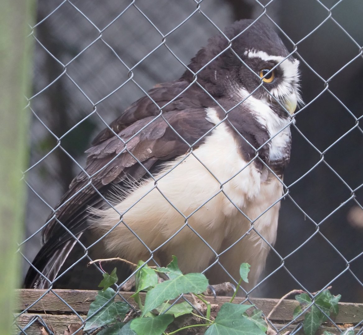 Spectacled owl (Pulsatrix perspicillata), 2023-02-19