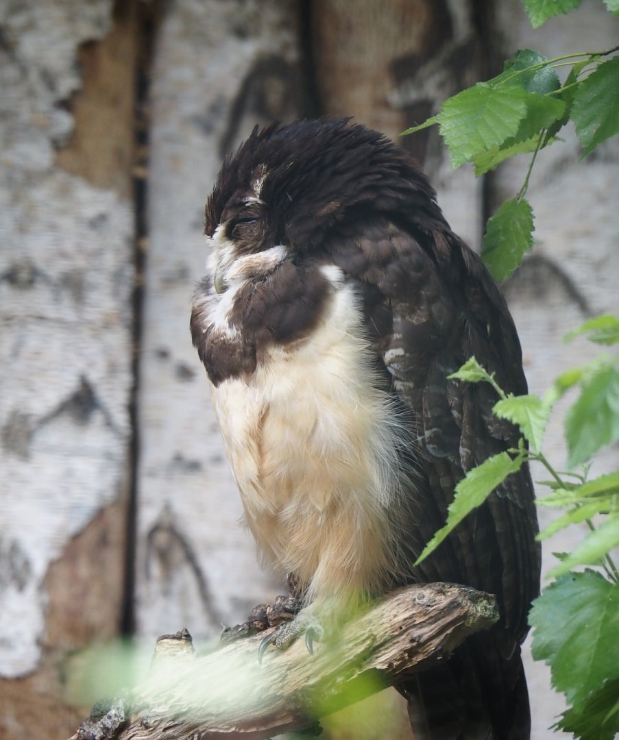Spectacled owl (Pulsatrix perspicillata), 2024-05-23