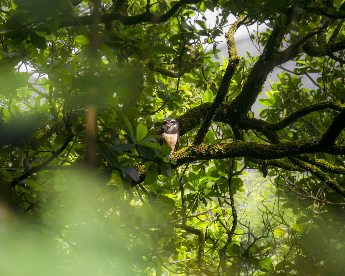 Spectacled owl, Pulsatrix perspicillata chapmani