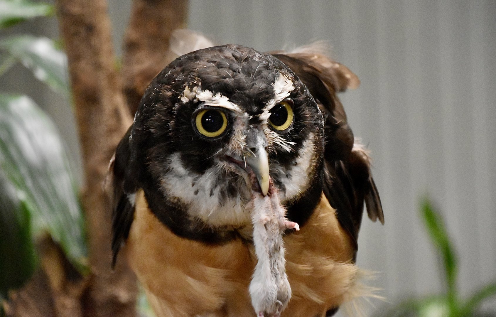Spectacled Owl (Pulsatrix perspicillata) eating lunch