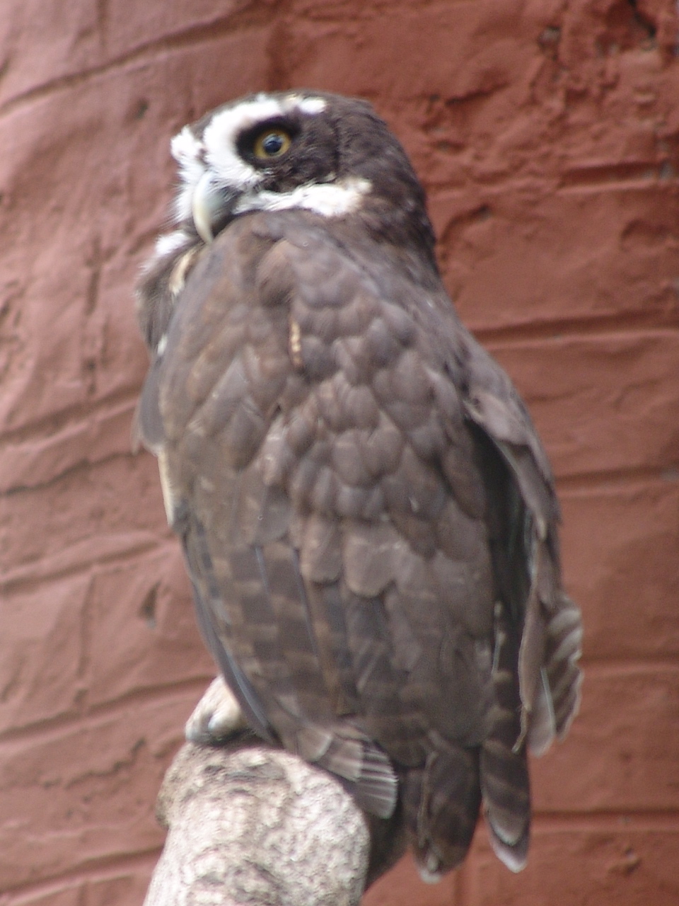 Spectacled Owl (Pulsatrix perspicillata)