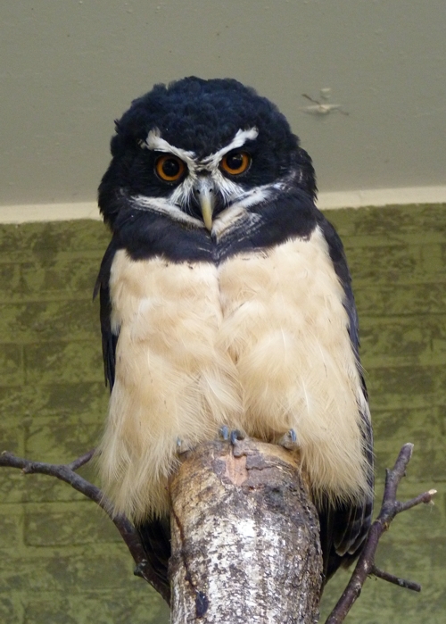 Spectacled owl (Pulsatrix perspicillata)